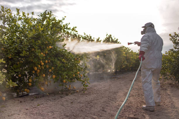 Best Bed Bug Extermination  in Brownsville, TN