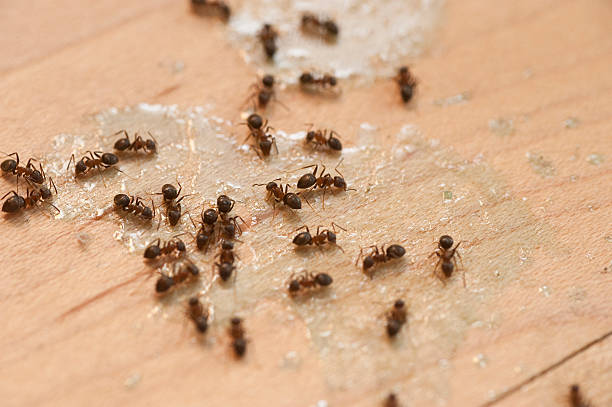 Best Termite Control Services  in Brownsville, TN