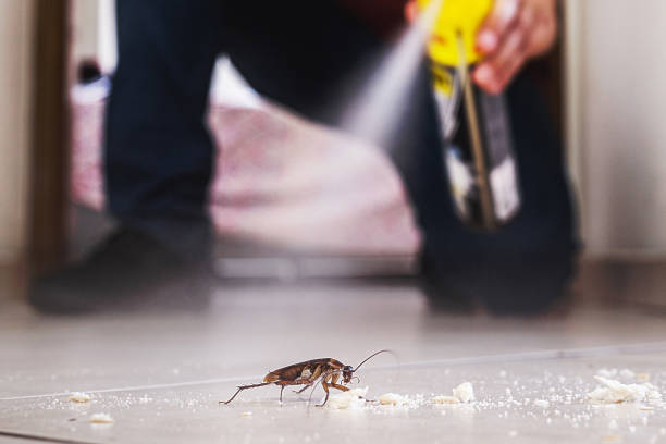 Best Affordable Pest Control Services  in Brownsville, TN